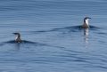 Xantus' Murrelets